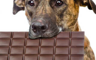 Почему собакам нельзя давать шоколад и чем он вреден