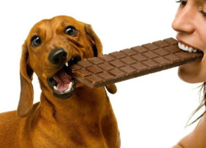 Можно ли давать собакам шоколад